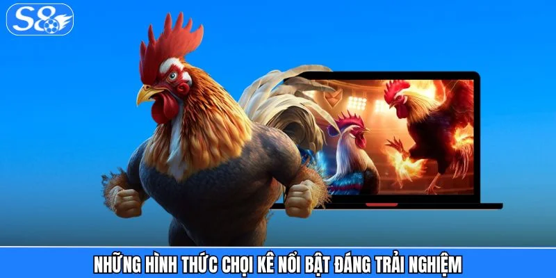 Đá gà S8 Những hình thức chọi kê nổi bật đáng trải nghiệm